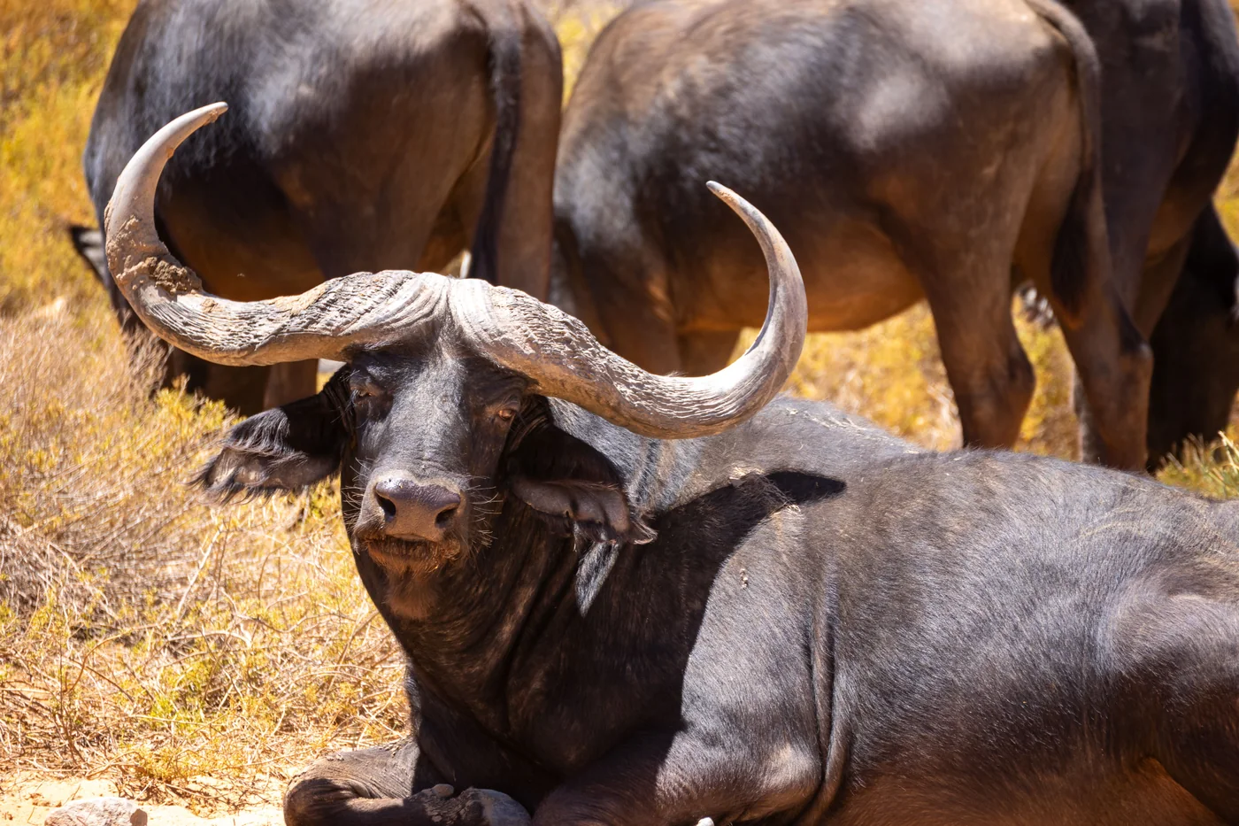 A Cape buffalo resting in a small herd in South Africa