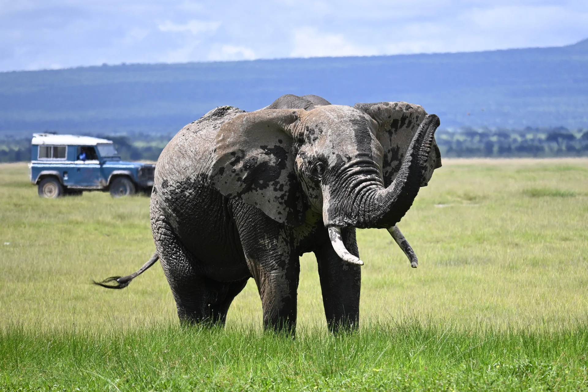 An African elephant standing in open grassland with its trunk raised, an open safari vehicle visible in the background